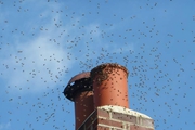 Find a Chimney Sweeps in London